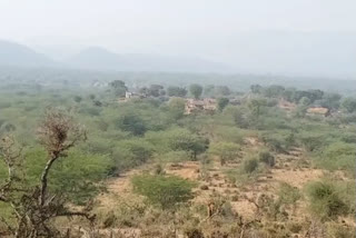 अलवर वन विभाग, पौधारोपण की तैयारी, Plantation Preparation in alwar