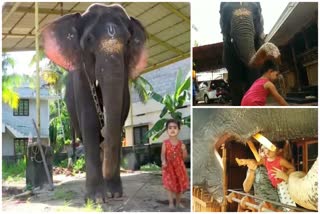 Tiktok video featuring Elephant Umadevi and toddler Bhama takes the internet by storm