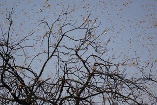 swarm of locusts