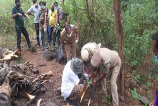 Tusker found dead in TamilNadu