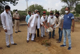 Churu news, MLA Maharishi, planted tree