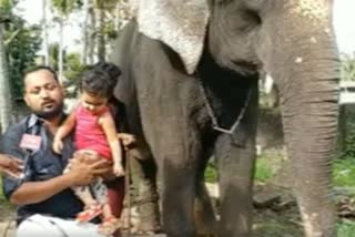 elephants-companionship-goes-viral