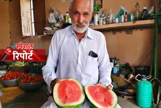 panipat farmer grows watermelon without seed