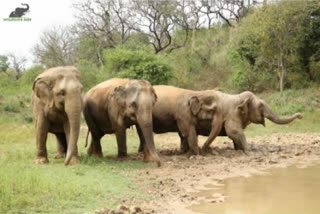 64 wild elephants killed in human-animal conflicts in a decade