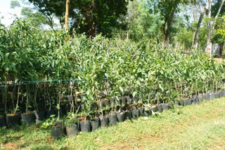 HARITHAHARAM IN WARANGAL DISTRICT