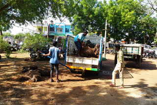 illegal wild pigs transportation persons were arrested by the khammam police