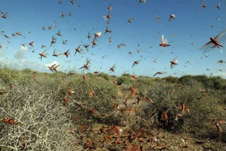 Types of locust attack and its impact on crops