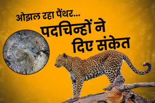 बांसवाड़ा में पैंथर होने के संकेत, राजस्थान में पैंथरों की संख्या, banswara latest news, Signs of panther in banswara