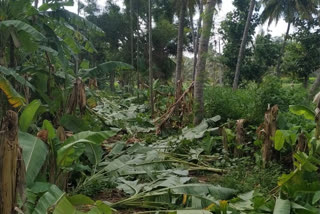 banana corp destroyed in ramanagar