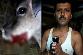 bilaspur cow news, बिलासपुर गाय न्यूज