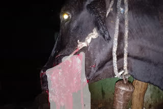 Explosive substance fed to cow in bilaspur