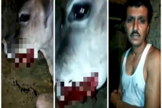 Himachal cow news  Cow fed explosive  Bilaspur news  Explosive fed to cow  സ്ഫോടകവസ്‌തു  ഹിമാചൽ പ്രദേശ് പശു  പശു  ബിലാസ്‌പൂർ