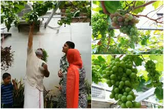 vineyard in malappuram  grape farming in kerala  malappuram news  മലപ്പുറം വാര്‍ത്തകള്‍  മുന്തിരികൃഷി കേരളത്തില്‍  മുന്തിരികൃഷി