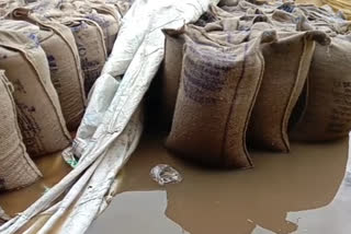 Wheat kept wet due to rain in Seoni district