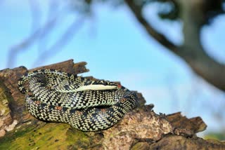 King Cobra snake found in mysore