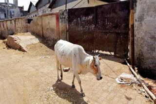 After pregnant elephant, now cow in Himachal consumes firecracker filled food, injured