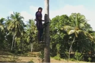 Malappuram Girl breaks notions; Takes up coconut tree climbing for a living