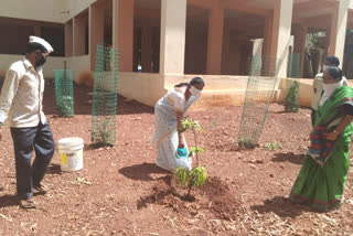 junior judge sridevi planted plants in jaheerabad court surroundings