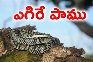 Flying snake Found in the city of Mysore