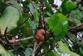 cashew-forming-problem-in-dakshina-kannada-district