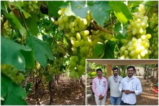 Grape Field Dindori Nashik