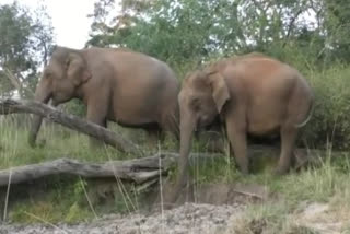 Green signal to Bandipur safari after 70 days