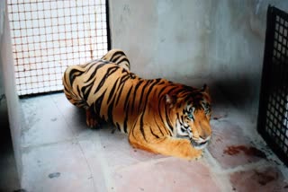 Tiger of Mandla came to Van Vihar in Bhopal
