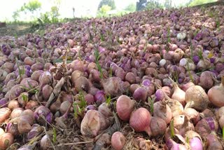 onion deterioration due to rain in rewa