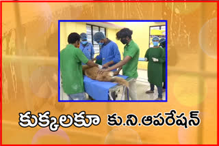 Family planning operations for dogs in karimnagar