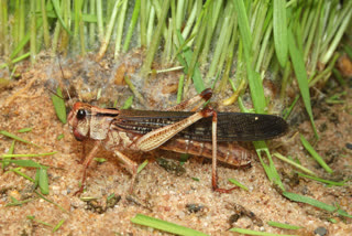 In Odisha, rice farmers are still surrounded by fear of locusts