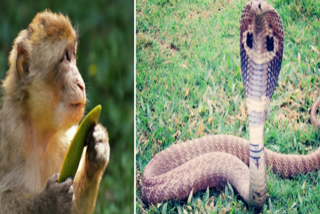 kingcobra and monkey fight,