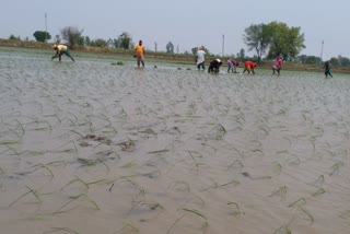 In Barnala, farmers started planting paddy even before government orders