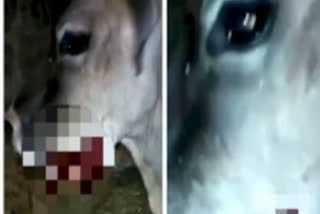 Neighbour held after pregnant cow sustained injuries due to ingestion of explosives in Bilaspur