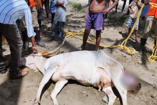 A pregnant cow dies after falling into a well