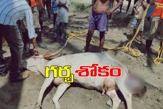 a-pregnant-cow-dies-after-falling-into-a-well