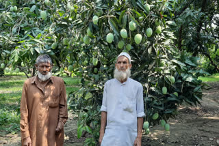 loss to mango farmer