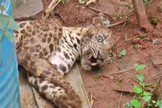 Leopard caught at katahbari guwahati kamrup metro assam etv bharat news