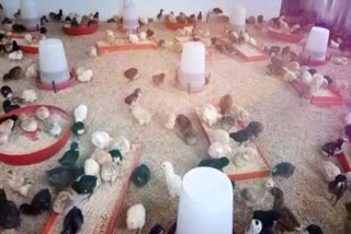 chhattisgarh-government-gave-instructions-to-open-quail-rearing-form-in-koriya