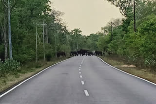 21 elephants roaming the jungles dhamtari