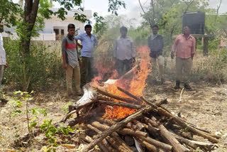 deer died in kadapa dst badvel due dogs attack