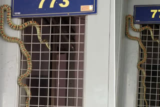 Rare Ornate flying snake spotted in Mysore