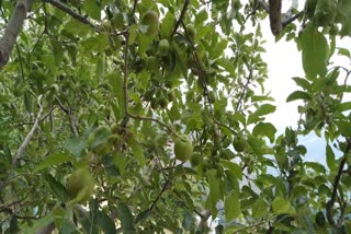 Apple farming shimla