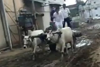 bullock cart