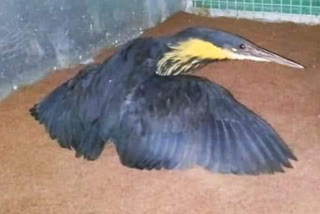 black bittren bird blown with foot rod his  natural habitat in nagpur  after opration