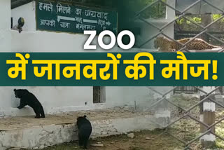 Special story on Zoos of himachal, हिमाचल के चिड़ियाघरों पर न्यूज