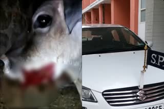 cruelty with cow