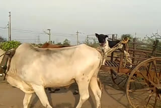 dog drives the bullock cart in chandrapur