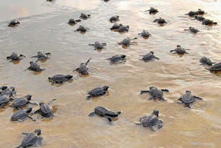 Nearly 2 crore Olive Ridley turtles made their way to sea from Odisha beach