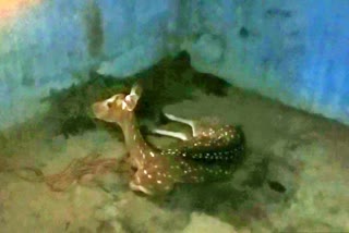 A deer fell in well in garhwa