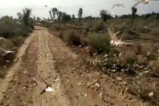 Locust attack in Jaitaran, Locust attack in Pali